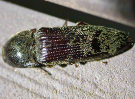 Melanotus sp.